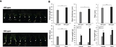 Elevated CO2 concentration induces changes in plant growth, transcriptome, and antioxidant activity in fennel (Foeniculum vulgare Mill.)